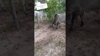 Boi guzerá e sua valentia fazenda viraliza pecuaria animais vidanaroça [upl. by Hastings846]