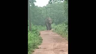 elephant bandhavgarhtigerreserve animals corbetttour wildanimalattackelephant attack video [upl. by Nnylaj]