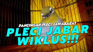 WIKLUS PLECI JAWA BARAT [upl. by Jake]