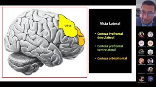 Corteza prefrontal y Funciones Ejecutivas [upl. by Ut998]