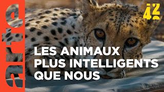 Les animaux  moins bêtes que nous   42 la réponse à presque tout  ARTE [upl. by Assen212]