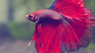 Betta fisheGolden Aquarium [upl. by Wager713]