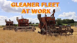 Allis Chalmers Gleaner combines at work [upl. by Pandora]