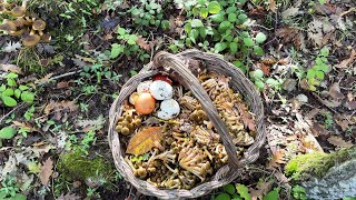 “Chiodini in Abbondanza La Magia dei Primi Funghi d’Autunno” Armillaria Mellea [upl. by Hardden859]