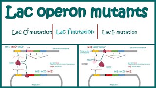 Lac Operon Mutants  The Use of Mutants to Study the lac Operon  Cis vs trans acting mutations [upl. by Reinhardt]