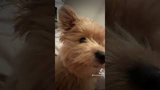 😂😂 dog puppy pomapoo funnyvideo [upl. by Imef]