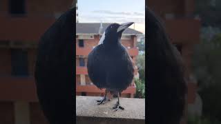 Mrs Swoopy  Australian Magpie  Balcony Visitor  Sydney Australia  14th March 2024 [upl. by Rammaj]