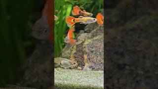 Guppies 🐟 Shorts Guppies Guppy AquariumLiveStream4U [upl. by Berri431]