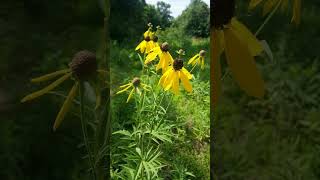 Grayhead or Pinnate Prairie Coneflower Ratibida pinnata  Observed in Description [upl. by Herr434]