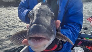 Blackfish Fishing Rhode Island Part 2 WildNewEngland [upl. by Auos]