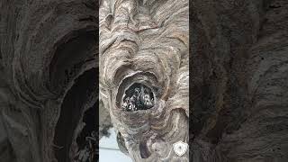 Hornet nest up close with treatment and removal [upl. by Bearce]