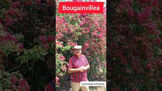 The Bougainvillea  Your GoTo Perennial for Easy Growth and Abundant Flowers bougainvillea [upl. by Adnerb480]