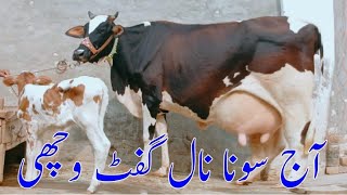 jarsi frizen cholistani cross cow milk 24kg 03014865352 youtube 51124 [upl. by Lepper670]