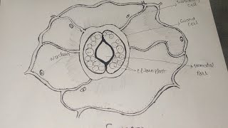 Stomata diagram। How To Draw stomata diagram। stomata diagram class 10। stomata biology diagram [upl. by Lemra649]