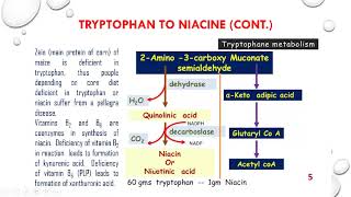 aminoacid metabolism 3 [upl. by Jarrell]