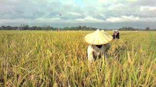 How rice is made [upl. by Almeria]