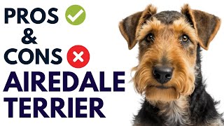 Airedale Terrier Breed Pros and Cons  Airedale Terrier Advantages and Disadvantages AnimalPlatoon [upl. by Aer840]