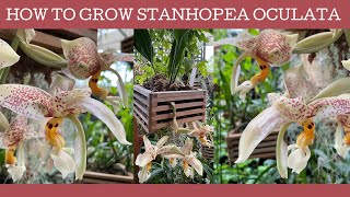 How to grow Stanhopea oculata a fabulous cool growing orchid [upl. by Aimahc]