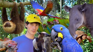 I Volunteered With Animals In Costa Rica Life Changing [upl. by Antin]