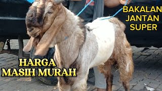 UPDATE HARGA KAMBING TERBARU‼️HARI INI SELASA 5 NOVEMBER 2024DI PASAR KAMBING WLINGI BLITAR [upl. by Hirst]