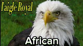 laigle Royal 🦅 african 🏌️ [upl. by Edwina279]