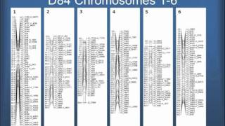 SNPBased Genetic Linkage Maps for Potato 4 of 6 [upl. by Hogarth136]