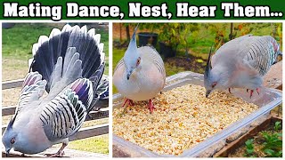 Australian Crested Pigeon video Mating Dance Nesting Eating Sounds Australian Native Birds [upl. by Merralee]