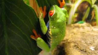 Red eyed tree frog shedding [upl. by Winifred]