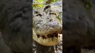 GATOR GROWL UP CLOSE😳😅 [upl. by Merrielle212]