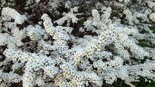 Thunberg Spirea Relaxing Clusters of Heavenly White Flowers in Spring ASMR Spring Vibe [upl. by Yrffej919]