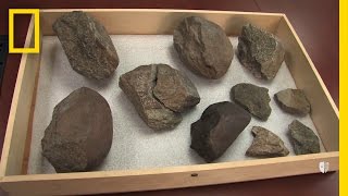 Oldest Known Stone Tools Discovered 33 Million Years Old  National Geographic [upl. by Jolenta663]