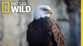 Bald Eagle Feeding Frenzy  United States of Animals [upl. by Barvick]