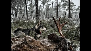 Jakt i Norden  Älg och Vildsvinsjakt med Jämthund [upl. by Ainej]