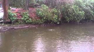 otters in Linn park river white cart Glasgow scotland [upl. by Atimad]