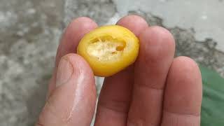 Gmelina arborea  eating white teak fruit at Parambanan in Java [upl. by Jim692]