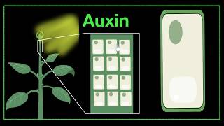 Major plant hormones amp how to remember  Control amp Coordination  Biology  Khan Academy [upl. by Schwerin590]