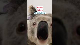 Australien Koalas bekommen Chlamydien [upl. by Nuhs]