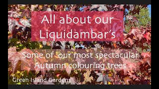 Everything you need to know about Liquidambar Sweetgum [upl. by Nuarb]