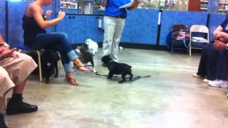 Puppy training class at Petsmart Level 1 [upl. by Dimo]