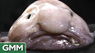 Top 5 Ugliest Animals  RANKED [upl. by Sonitnatsnoc13]