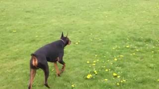 Zeus the Doberman Pinscher stalking Nyla [upl. by Ethelbert997]