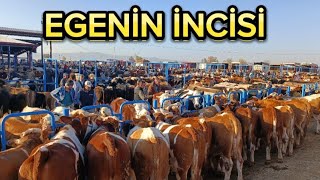 AFYON HAYVAN PAZARI 2 BÖLÜM LİVESTOCK SALES [upl. by Steinke331]