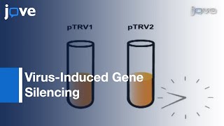 VirusInduced Gene Silencing VIGS Nicotiana benthamiana amp Tomato [upl. by Naitsihc]