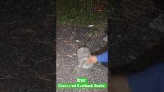 Checkered Keelback Snake Release दिवड snake RescuerAmarjeetGurung [upl. by Nissensohn]