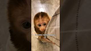 Baby monkeys abandoned by their biological mothers animals love shorts [upl. by Ayim]