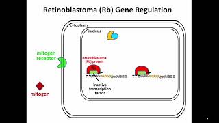 3452 Rb Gene Encodes Transcription Factor Regulatory Subunit [upl. by Aidnama]