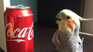 Funny Parrots Going Crazy  Cutest Parrots Compilation 2020 2 [upl. by Navada91]