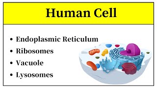 Cell Organelles And Functions In Urdu  Endoplasmic Reticulum  Ribosomes  Vacuoles  Lysosome [upl. by Leuamme]