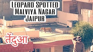 Leopard Spotted in Malviya nagar jaipur 7 sectorमालवीय नगर जयपुर में तेंदुआ [upl. by Werra]