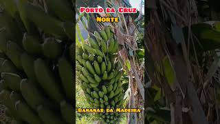 Desgarrada  Bananas Norte da Madeira Porto da Cruz Portugal [upl. by Bandler668]